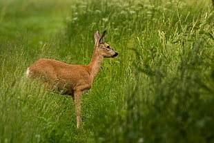brown deer on green field